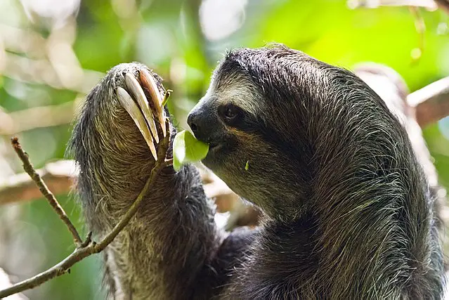 sloth
