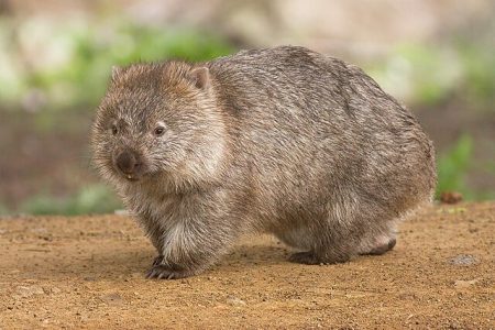 The Strange Science of Wombats and Their Cube-Shaped Poop - thefactfeed.com