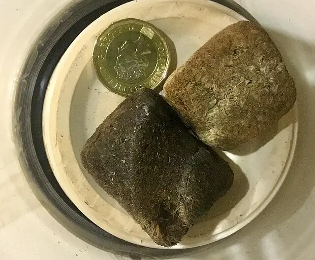 Wombat Poop